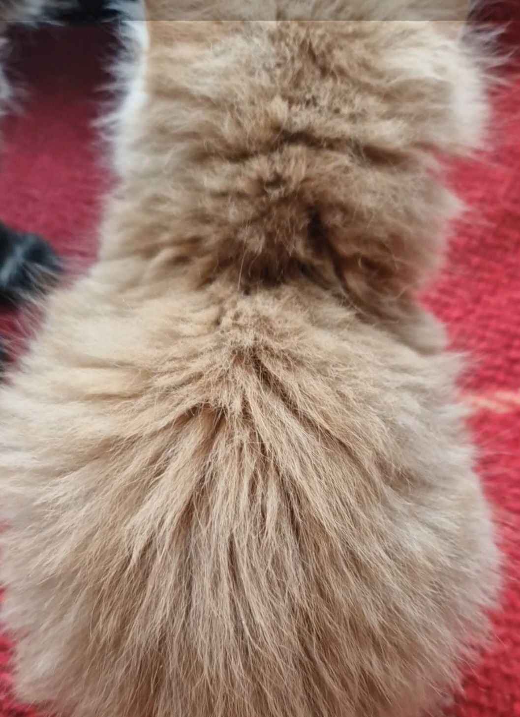 СонячноЗолотаве Кошеня