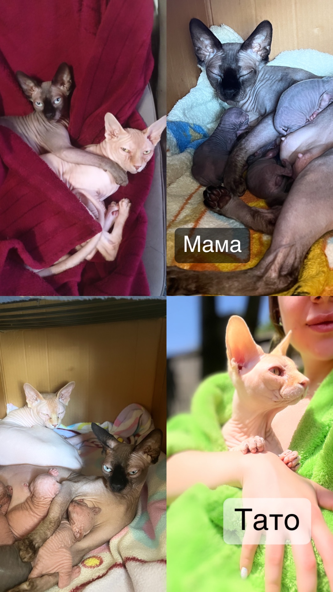 дівчинка готова до нової сім’ї