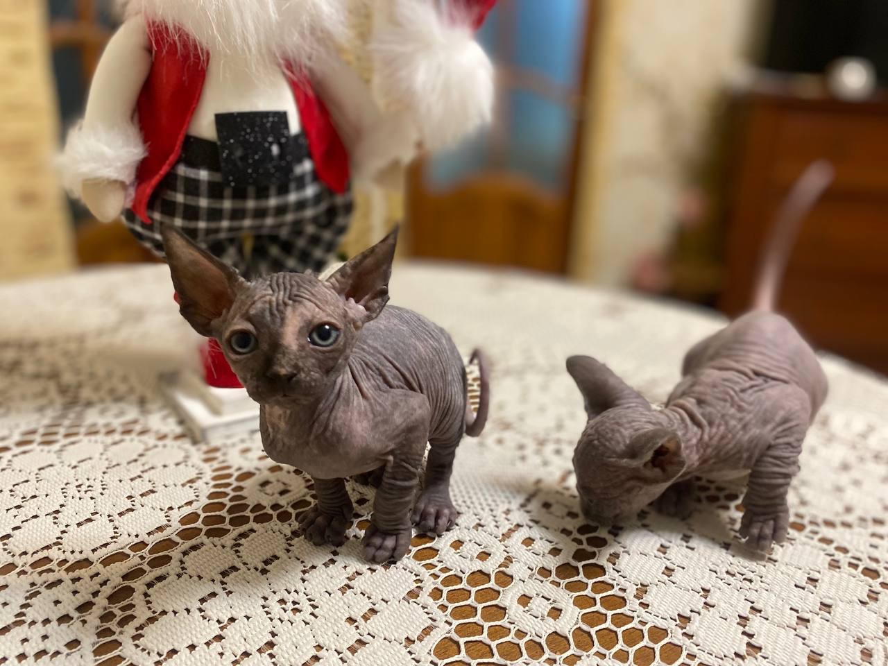 дівчинка готова до нової сім’ї