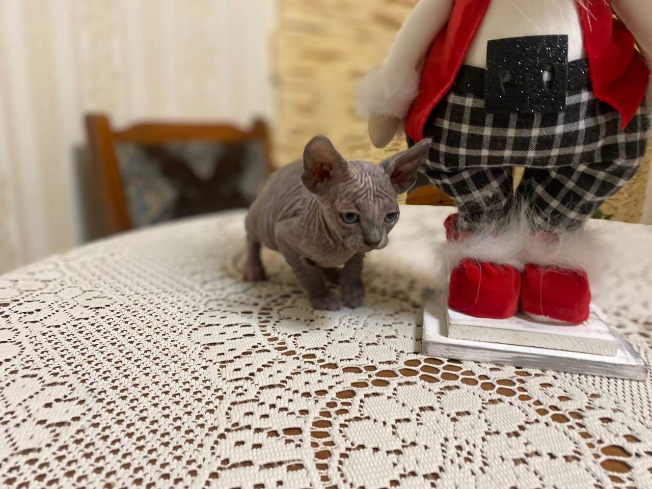 дівчинка готова до нової сім’ї