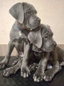 Щенки Кане Корсо