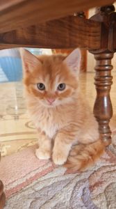 СонячноЗолотаве Кошеня