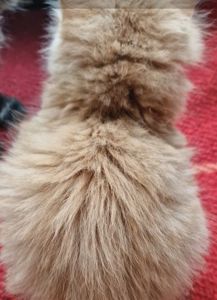 СонячноЗолотаве Кошеня