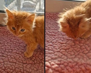 СонячноЗолотаве Кошеня