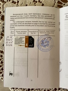 дівчинка готова до нової сім’ї