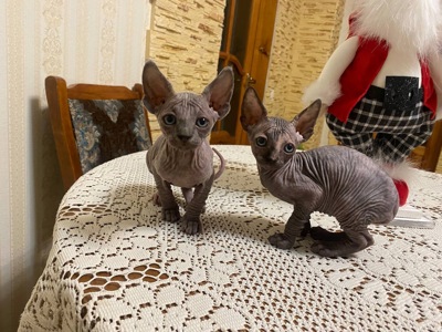 дівчинка готова до нової сім’ї