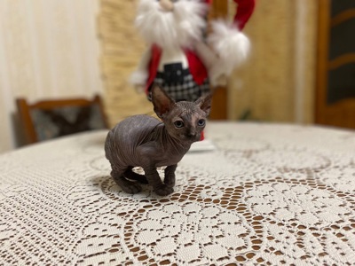 дівчинка готова до нової сім’ї