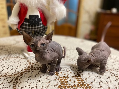 дівчинка готова до нової сім’ї