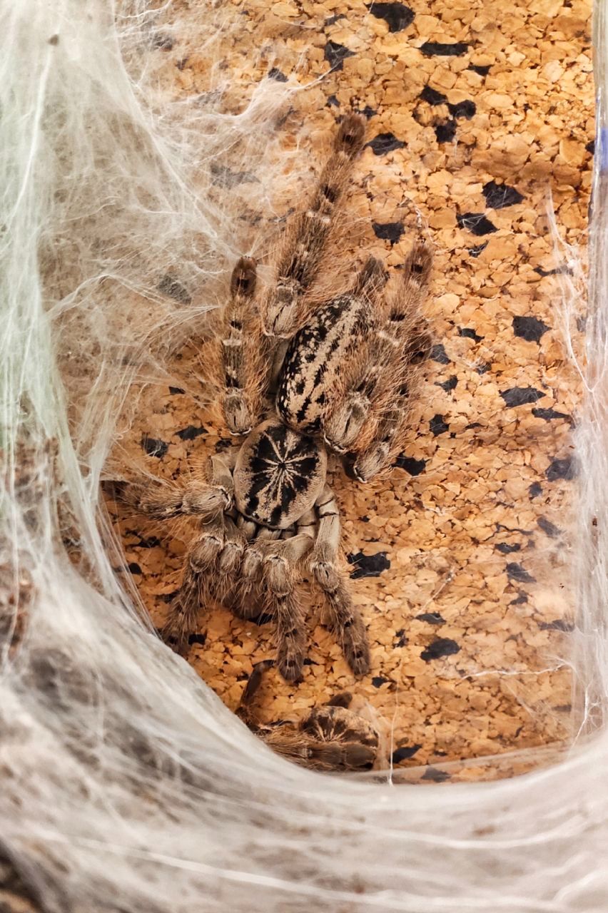 Heteroscodra maculata