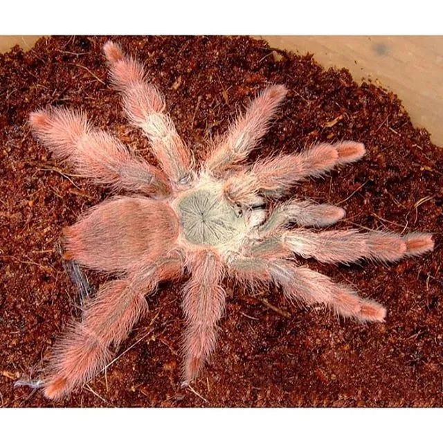 Tapinauchenius gigas