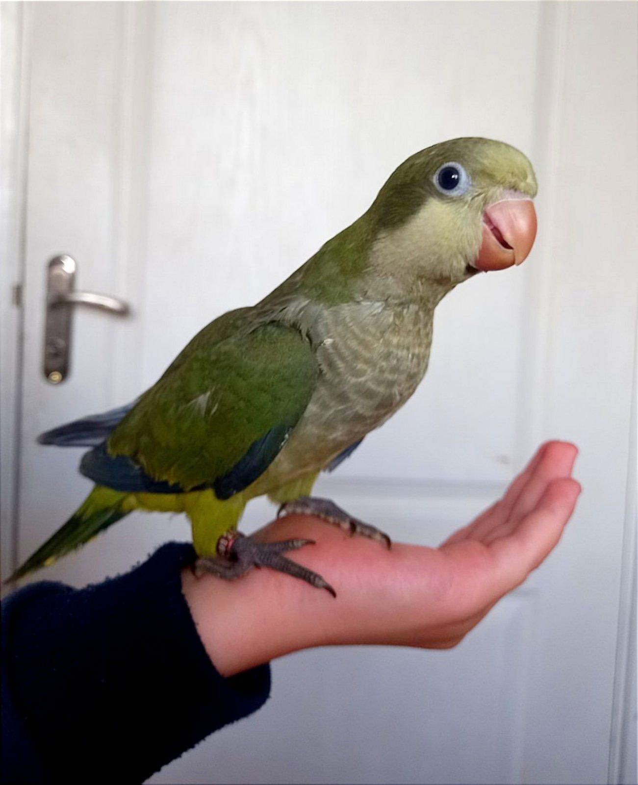 Говорящие Монахи. Квакер, каліта птешенята