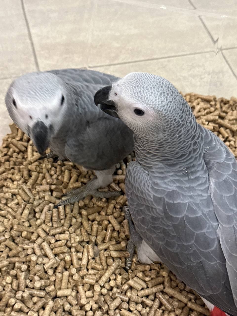 Жако пташенята власного розведення, маємо навіть говорящих