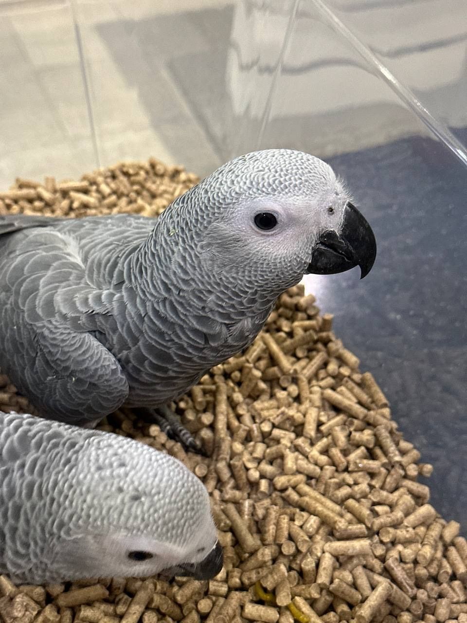 Жако пташенята власного розведення, маємо навіть говорящих