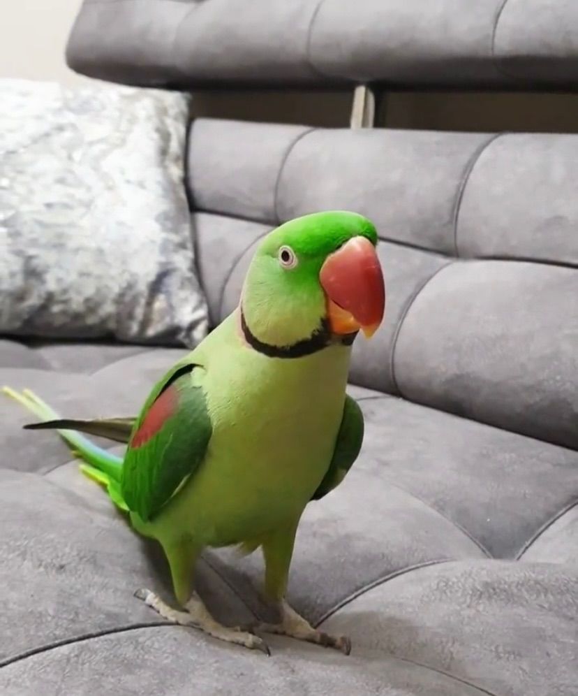 Александрийский говорящий попугай мальчик