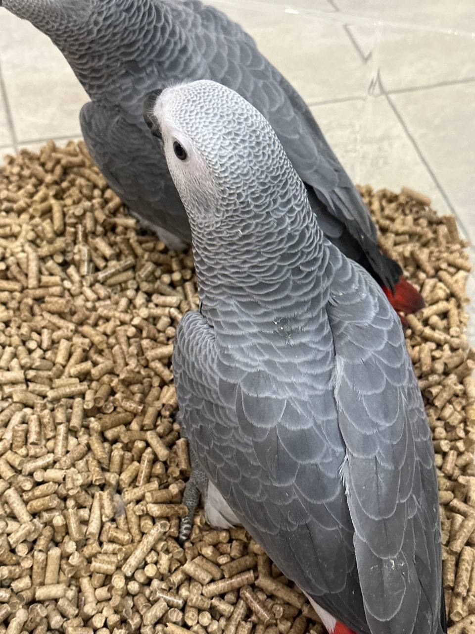 Жако пташенята власного розведення, маємо навіть говорящих