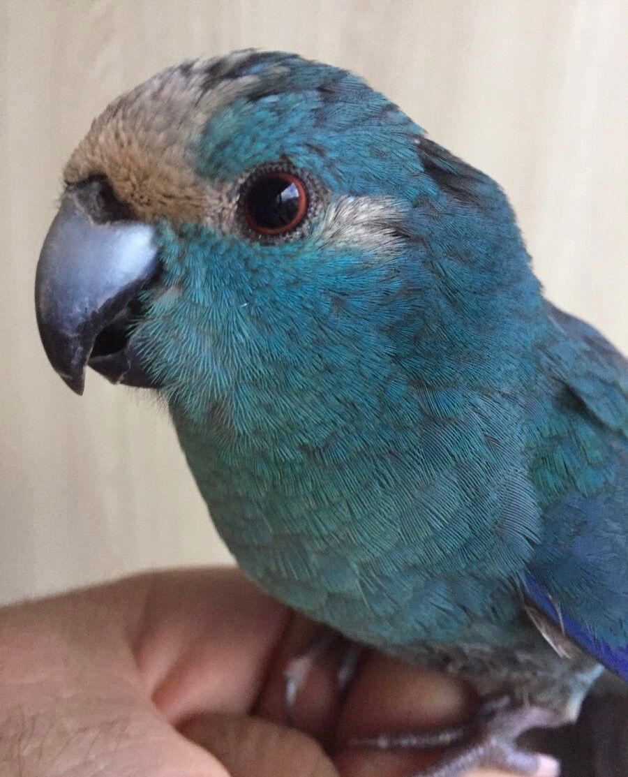 Сині папужки какаріки молоді папжуки ручні