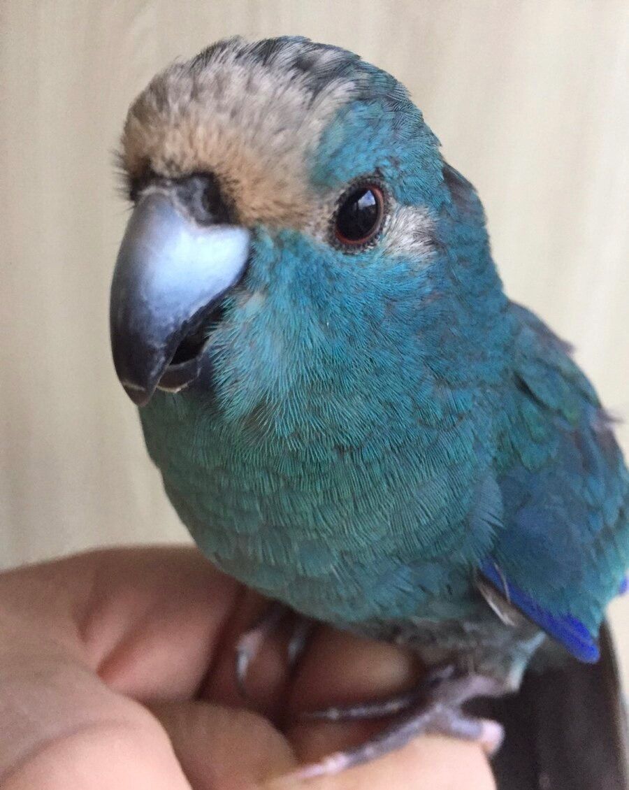 Сині папужки какаріки молоді папжуки ручні