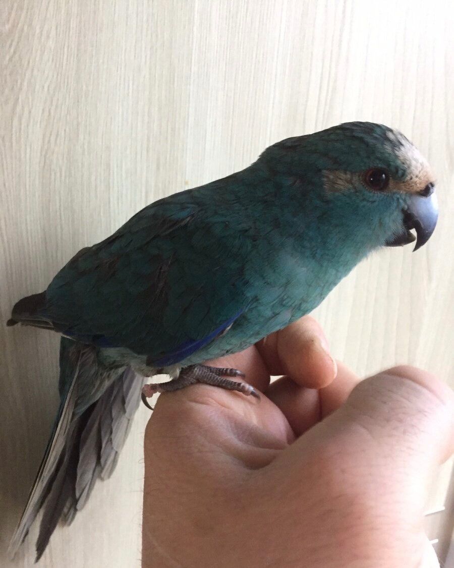 Сині папужки какаріки молоді папжуки ручні