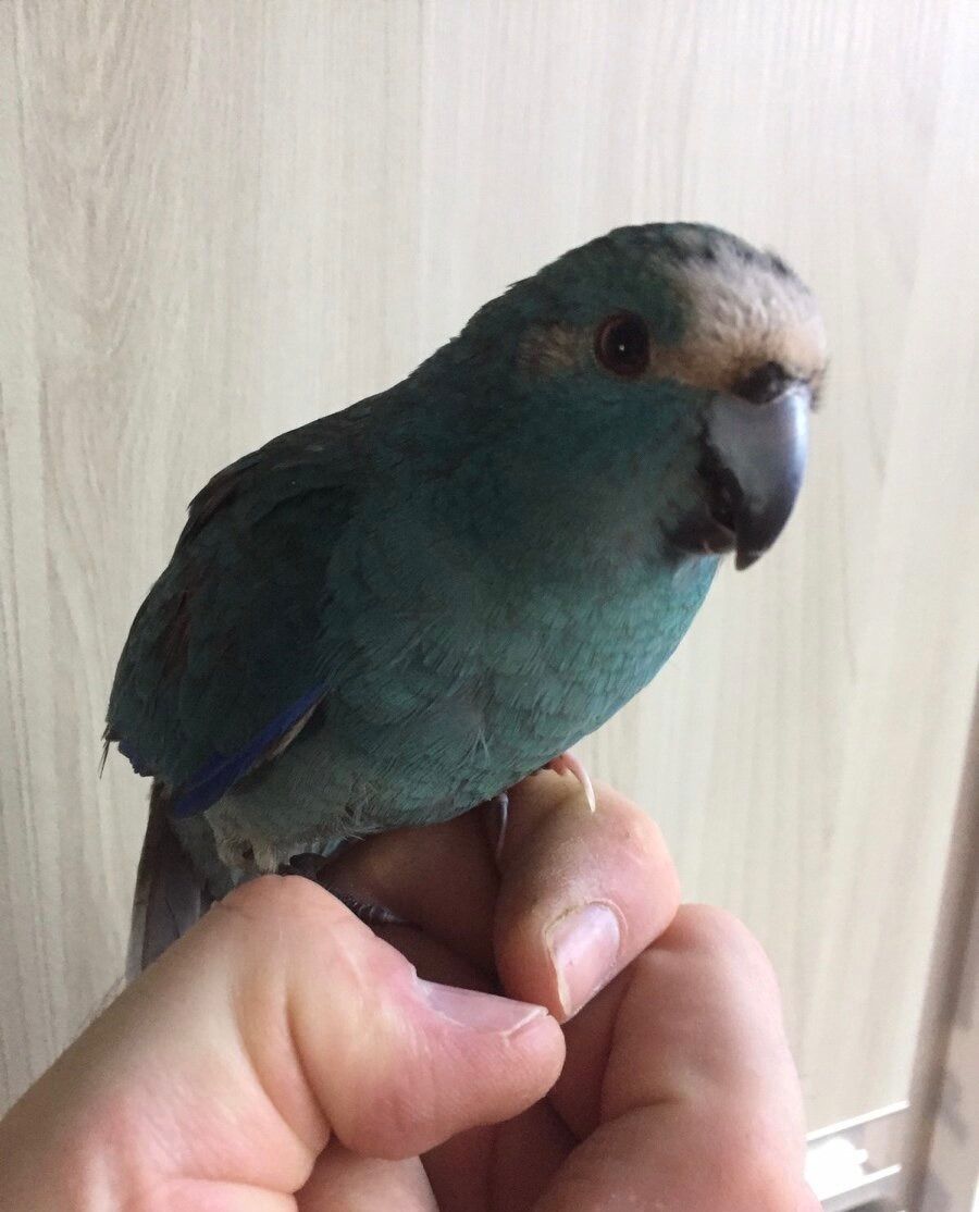 Сині папужки какаріки молоді папжуки ручні