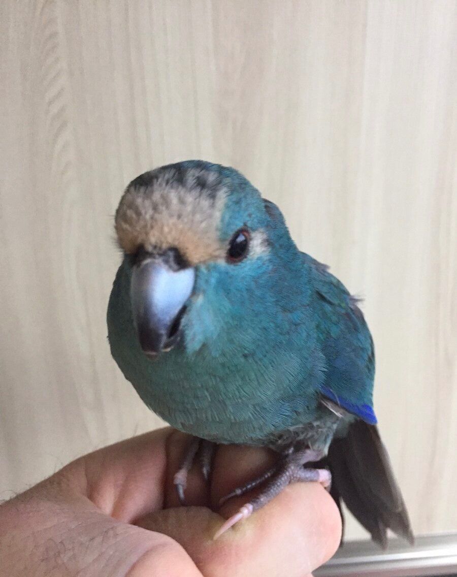 Сині папужки какаріки молоді папжуки ручні