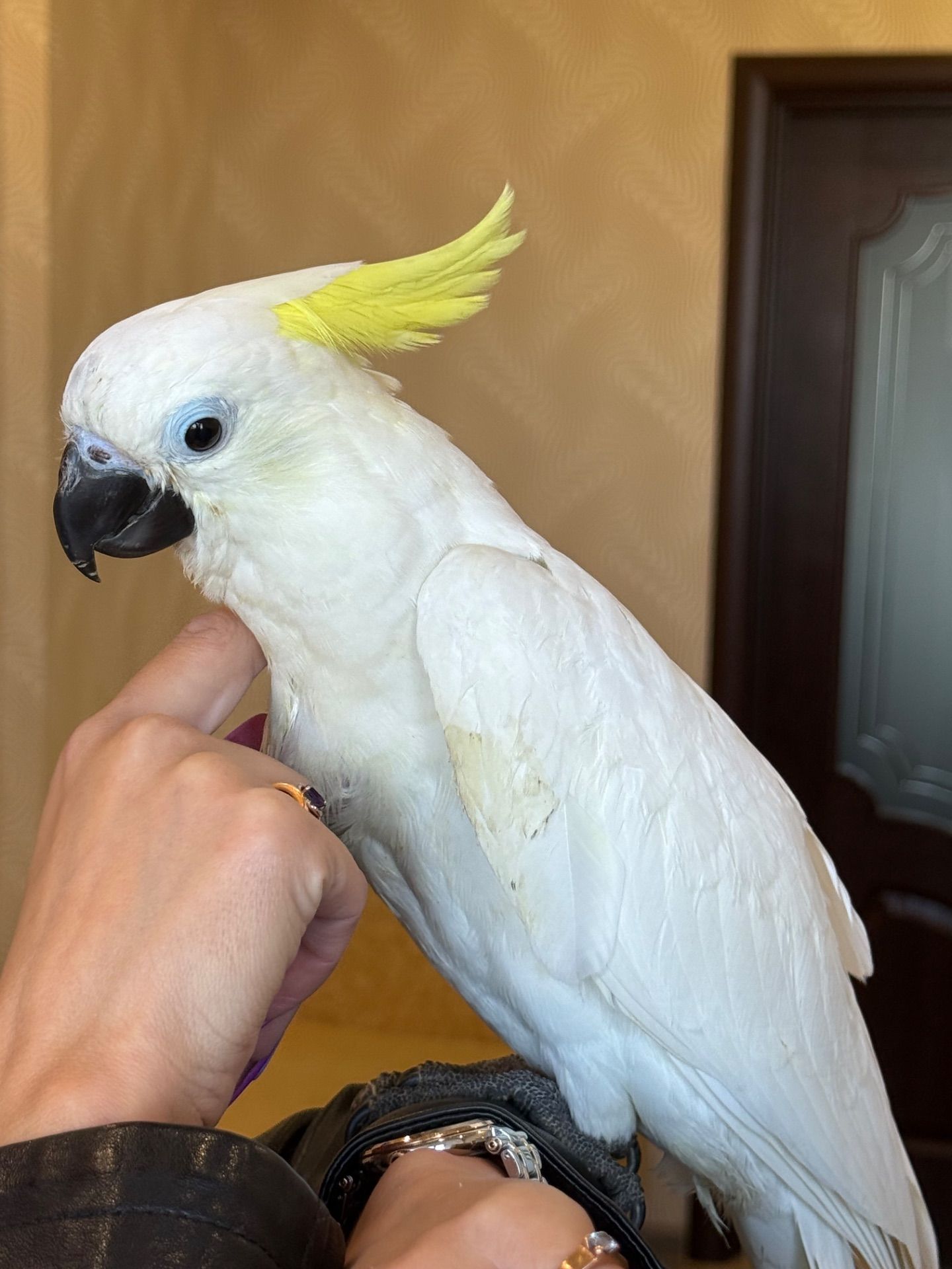 Какаду ручні папуги рызних видів