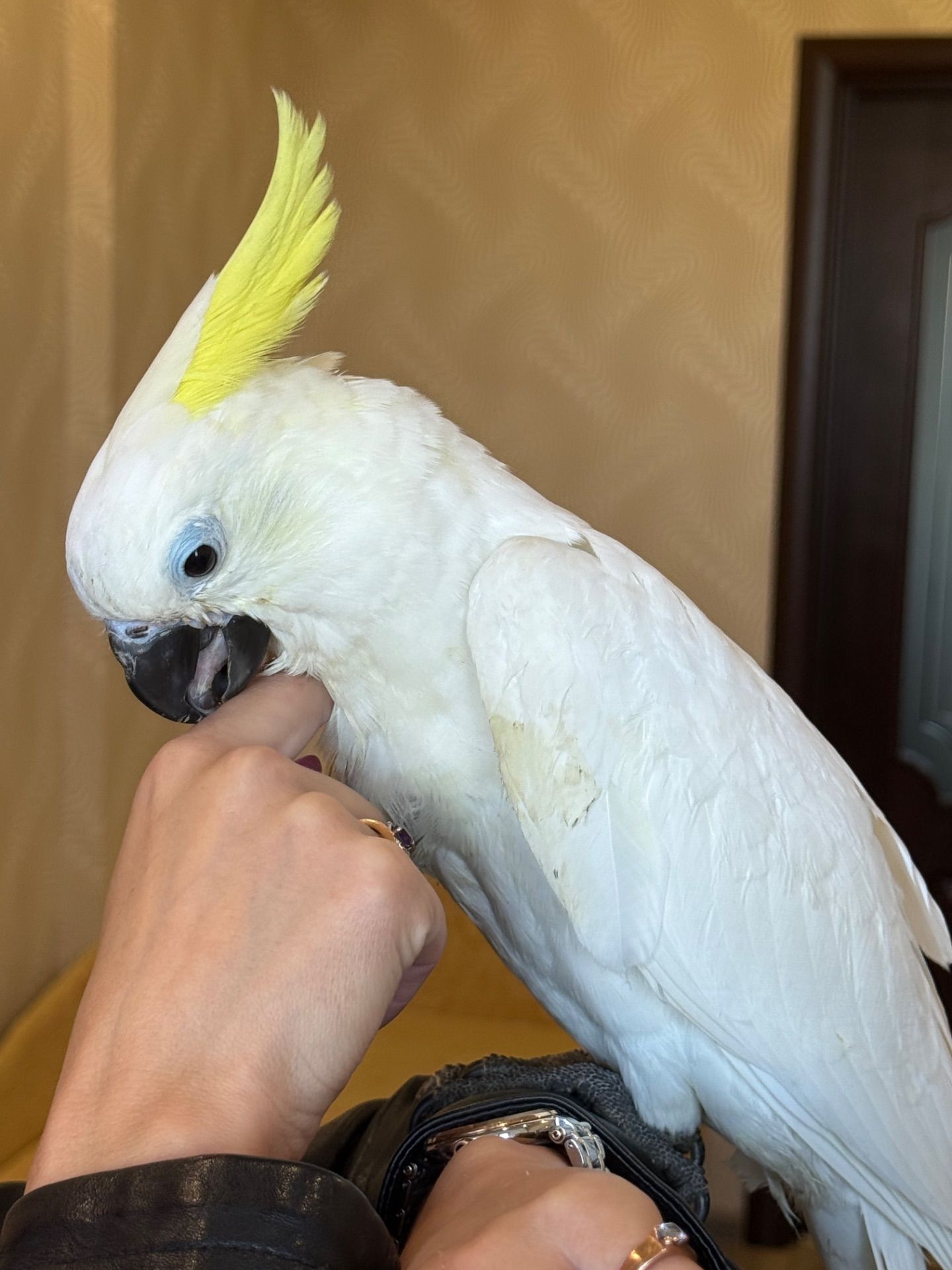 Какаду ручні папуги рызних видів