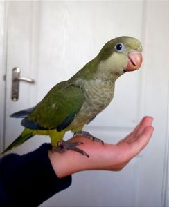 Говорящие Монахи. Квакер, каліта птешенята