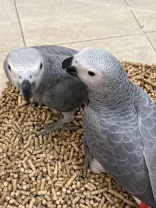 Жако пташенята власного розведення, маємо навіть говорящих