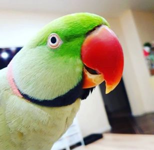 Александрийский говорящий попугай мальчик