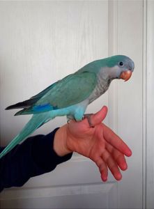 Говорящие Монахи. Квакер, каліта птешенята