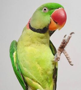 Александрийский говорящий попугай мальчик