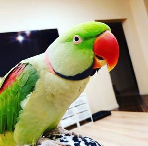 Александрийский говорящий попугай мальчик