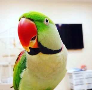 Александрийский говорящий попугай мальчик
