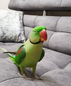 Александрийский говорящий попугай мальчик