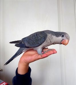 Говорящие Монахи. Квакер, каліта птешенята