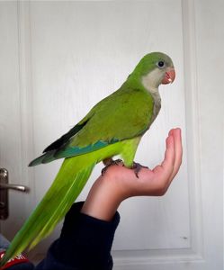 Говорящие Монахи. Квакер, каліта птешенята