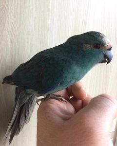 Сині папужки какаріки молоді папжуки ручні