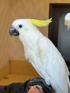 Какаду ручні папуги рызних видів