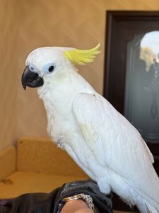 Какаду ручні папуги рызних видів