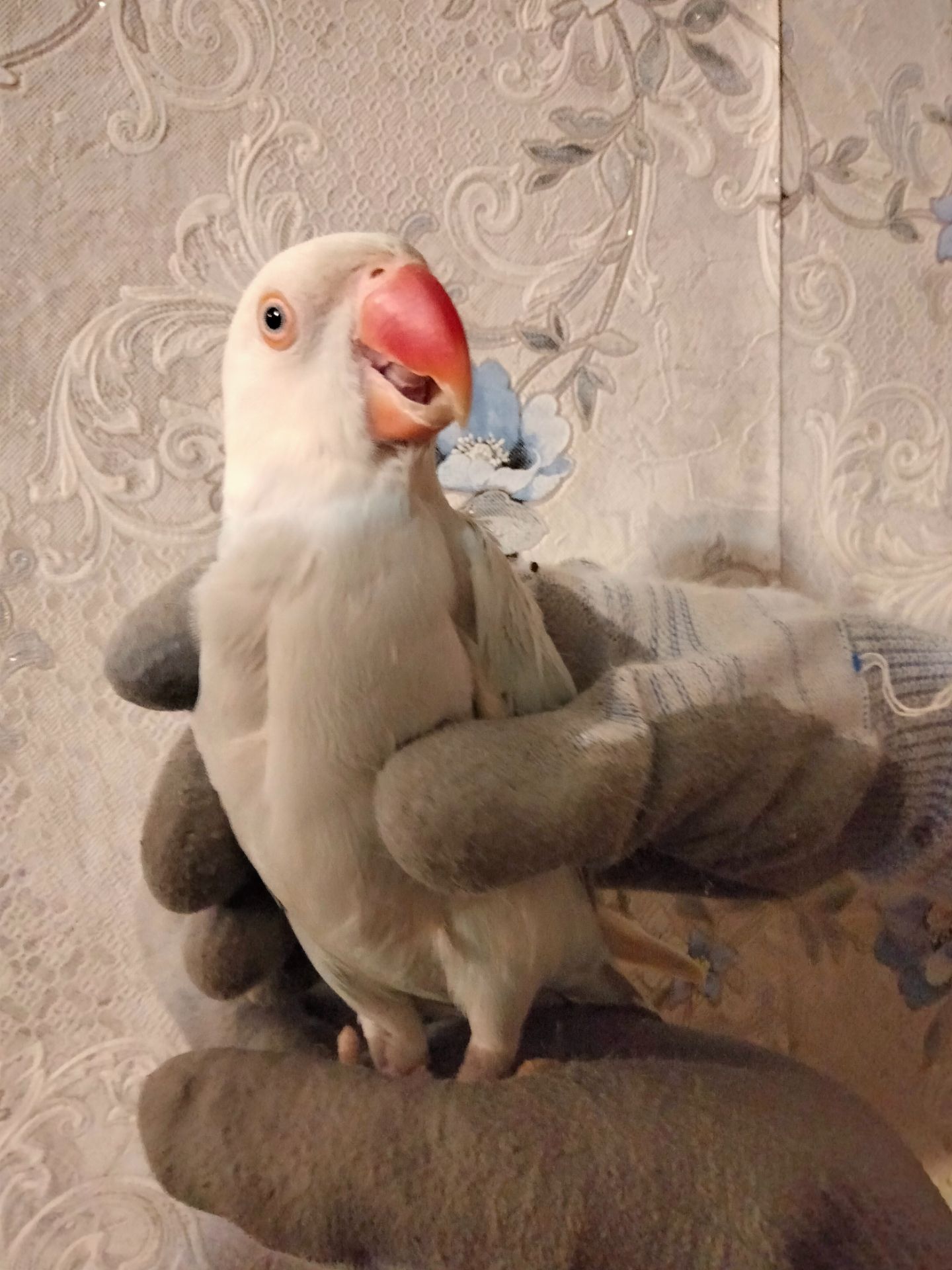 Попугай ожереловый самка