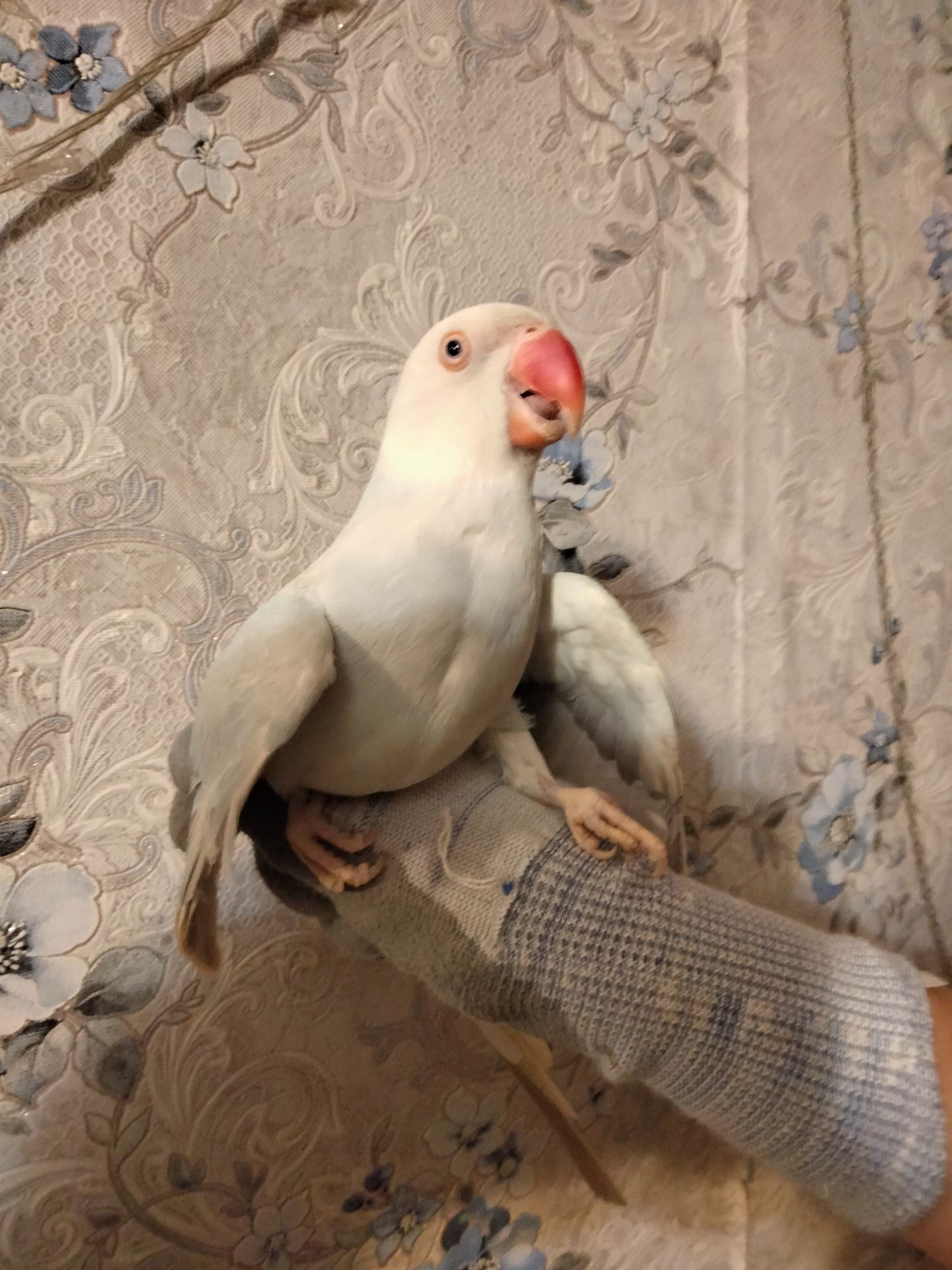 Попугай ожереловый самка