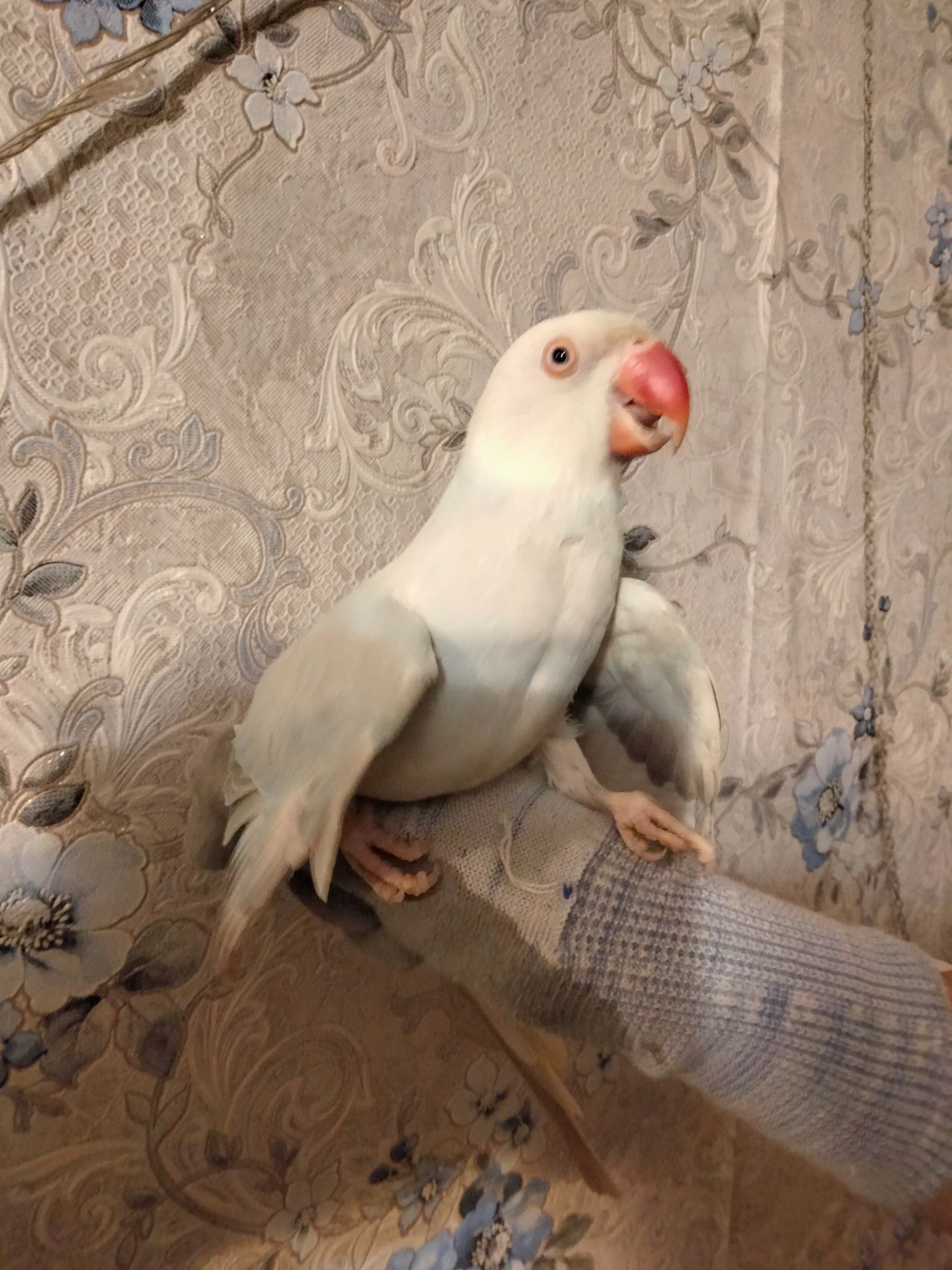 Попугай ожереловый самка