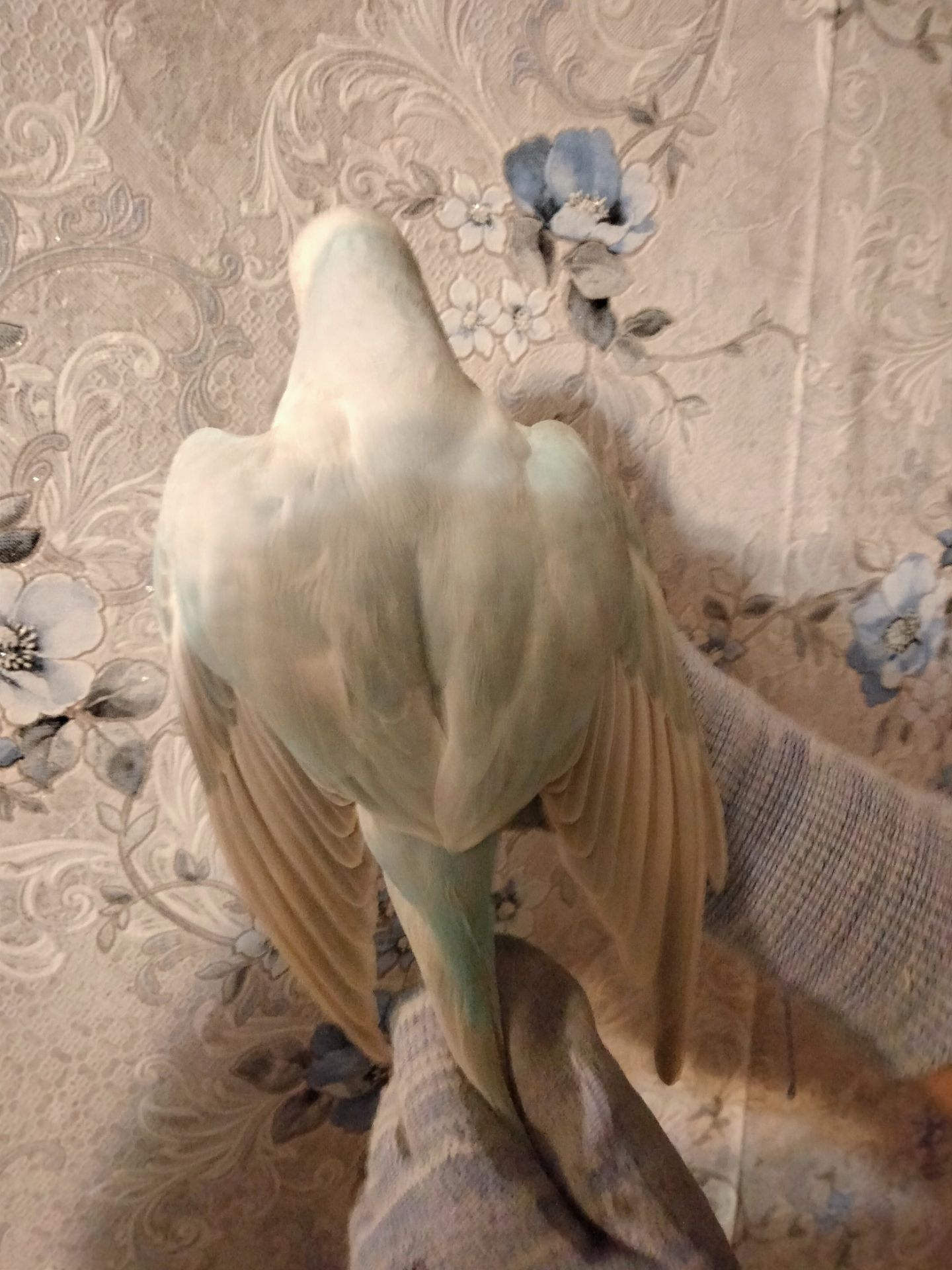 Попугай ожереловый самка