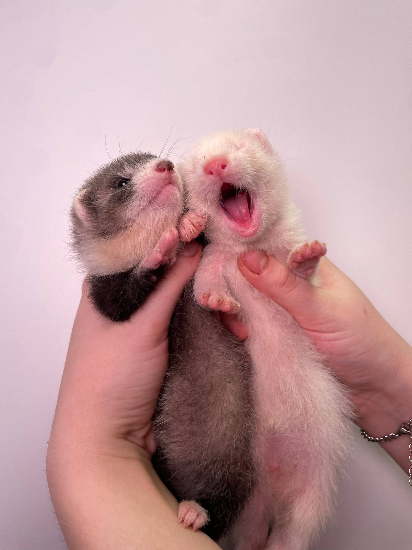 Ласкаві ручні тхорики, тхір ручний домашній, неймовірний улюбленець