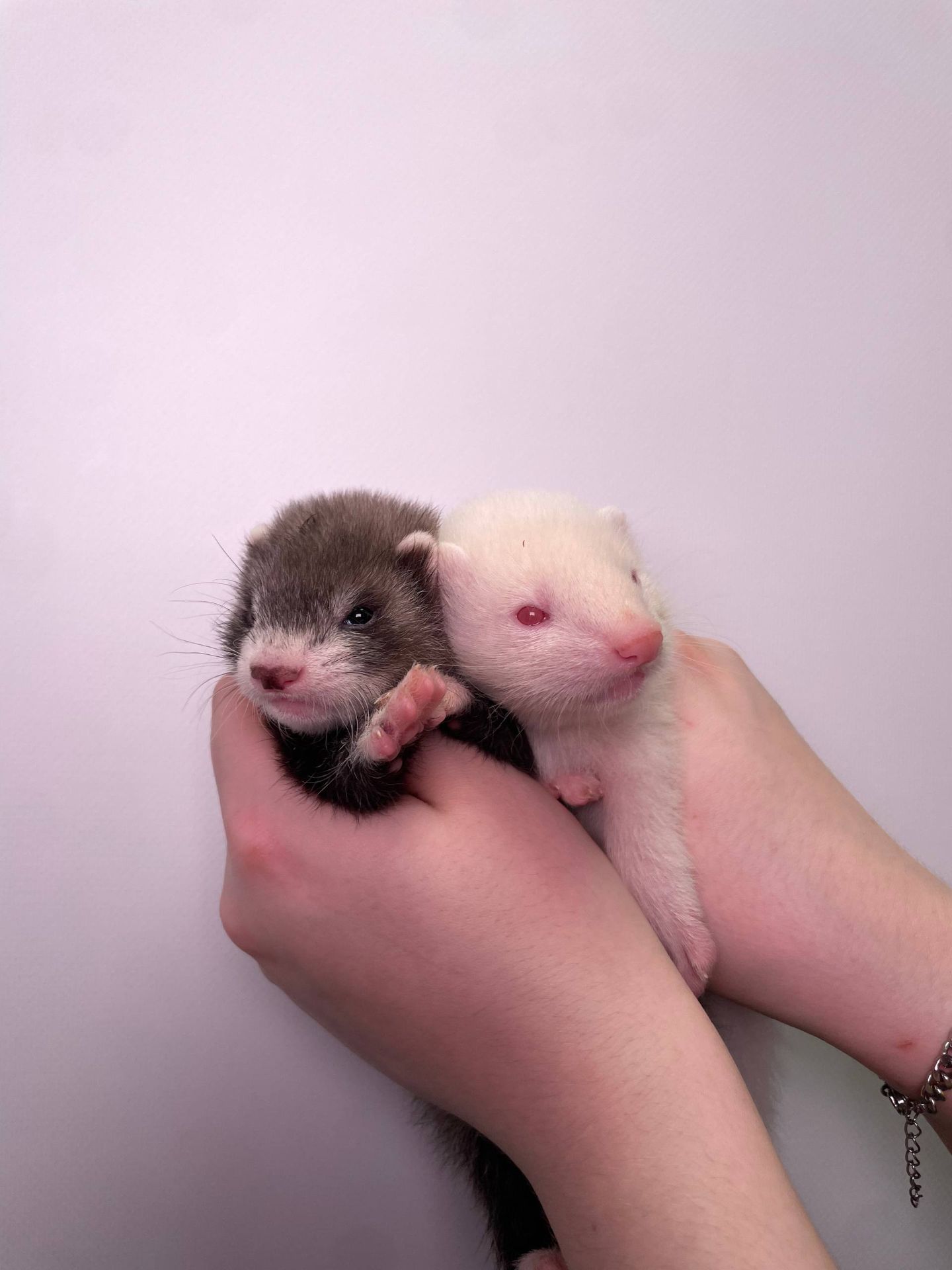 Ручні тхорики, хорьки ручные, фретки декоративні