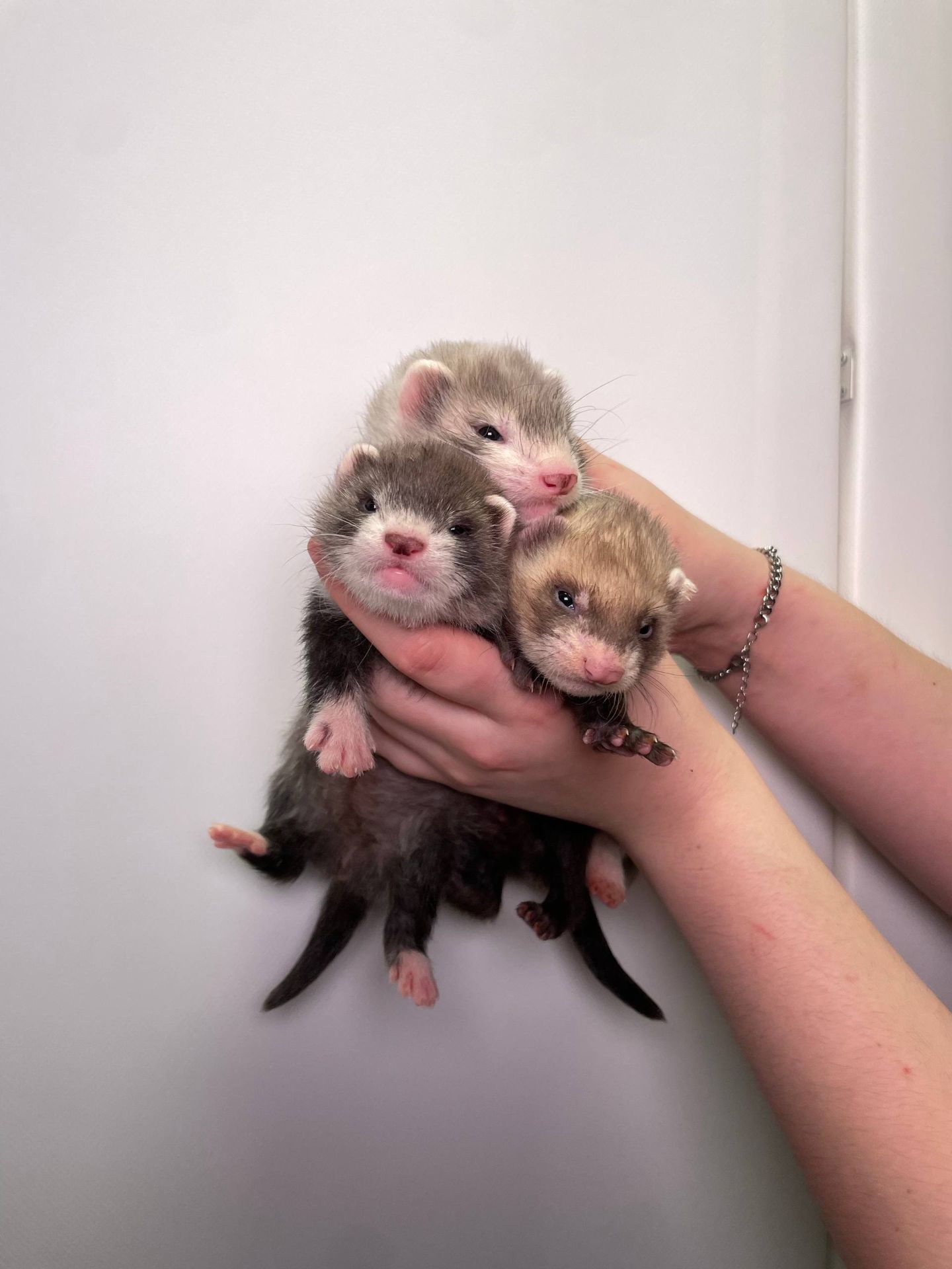 Ручні тхорики, хорьки ручные, фретки декоративні