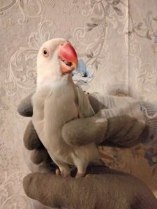 Попугай ожереловый самка