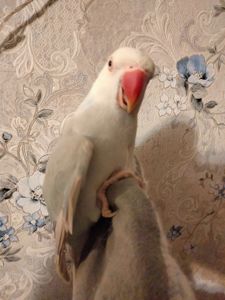 Попугай ожереловый самка