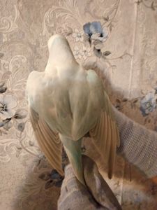 Попугай ожереловый самка