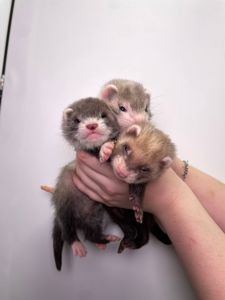 Ласкаві ручні тхорики, тхір ручний домашній, неймовірний улюбленець